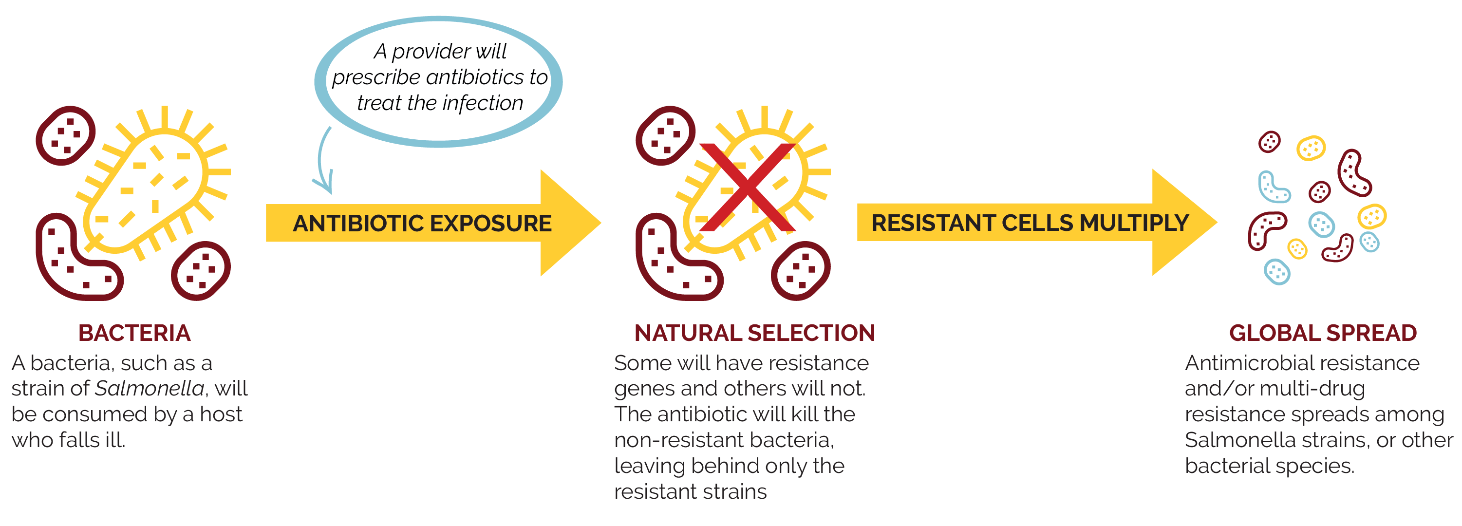 infographic demonstrating how antibiotic resistance spreads